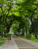 Lover's Lane